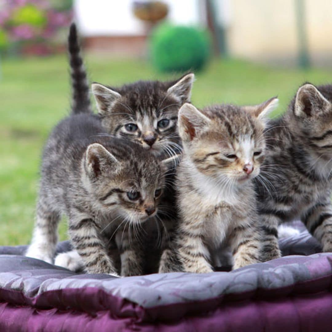 Aprende cómo debes actuar durante el parto de tu gata