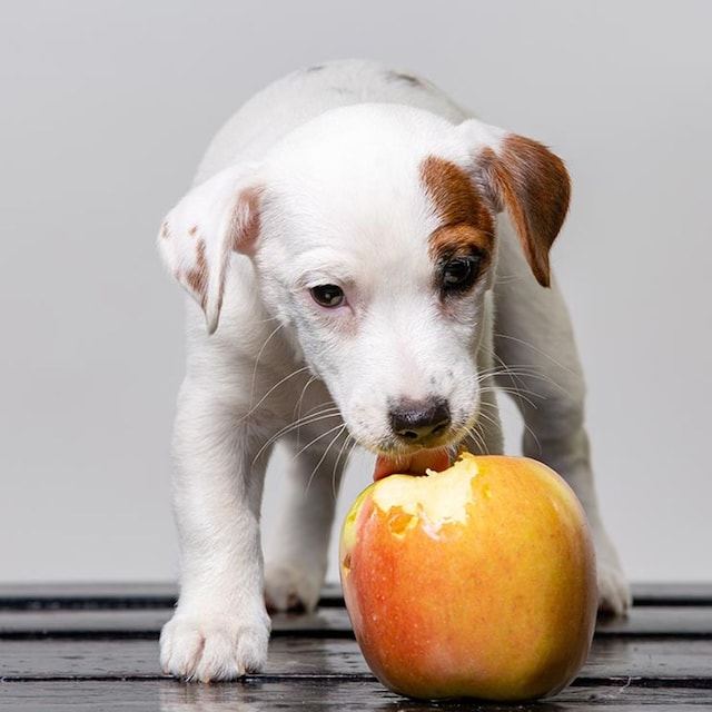 frutas verduras perros