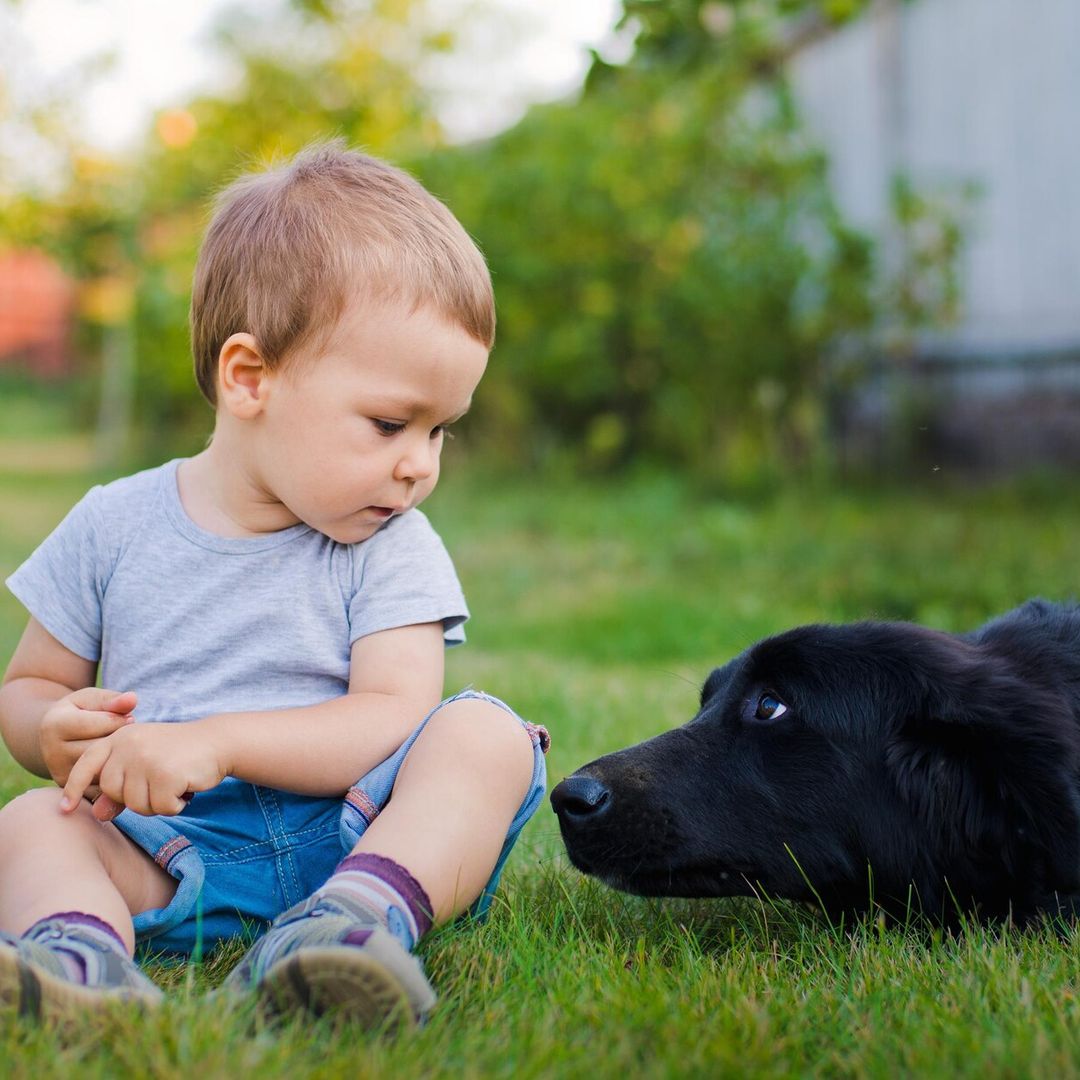 ‘Mi hijo tiene miedo a los perros, ¿qué puedo hacer?’