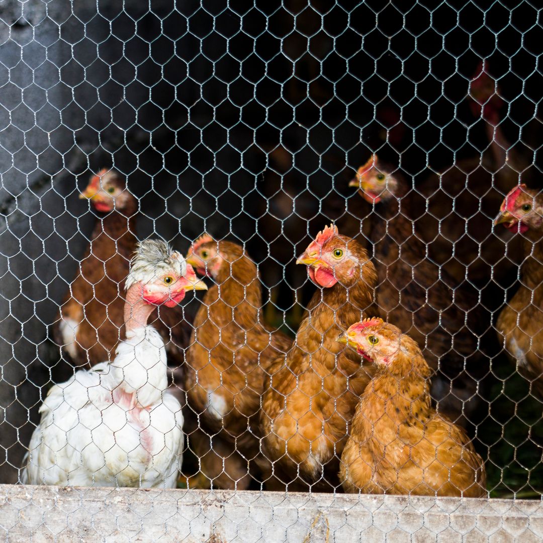 La OCU advierte sobre los huevos camperos: por qué estás pagando de más pese al confinamiento de gallinas
