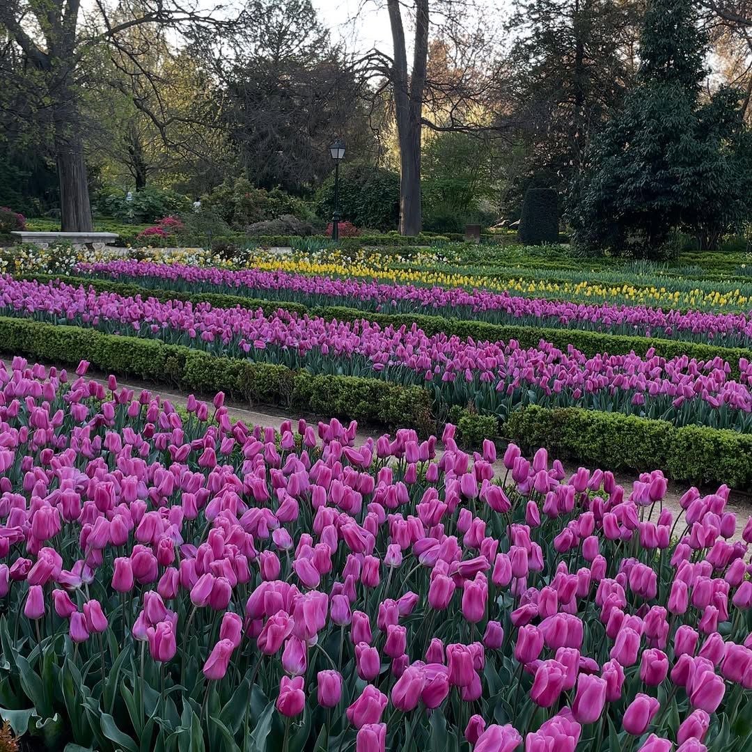 Tulipanes en flor en el Jardín Botánico de Madrid