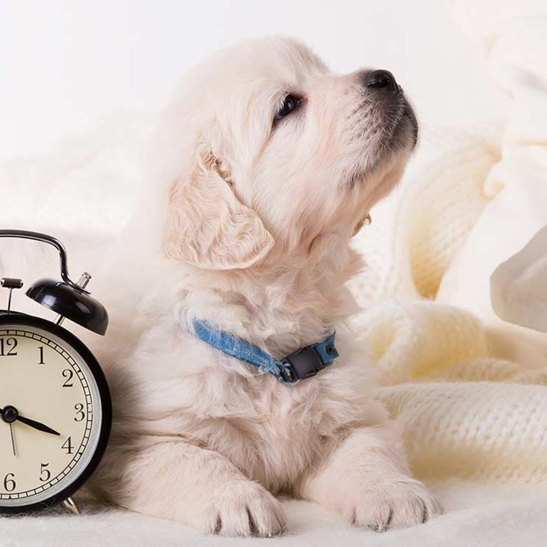 Tu perro te acompaña al aseo para saber qué hora es, ¿no te lo crees?