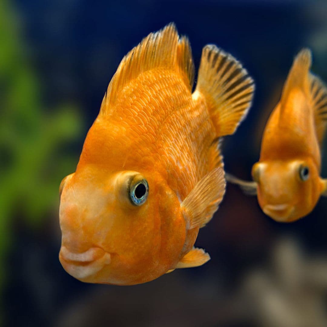 ¿Por qué los peces se persiguen? (y otras rarezas acuáticas)