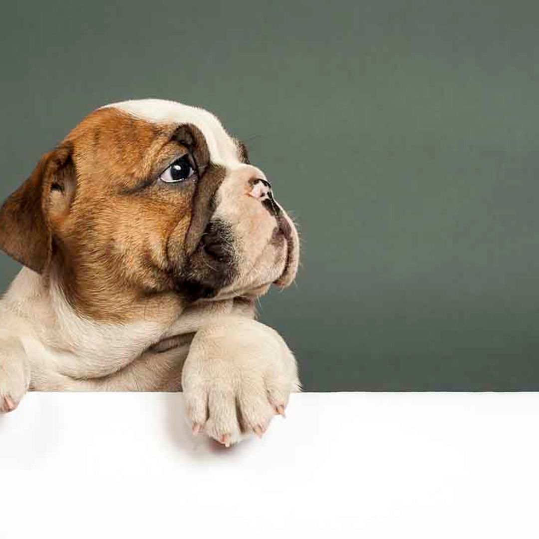 ¿Puede un perro sufrir ataques de epilepsia?