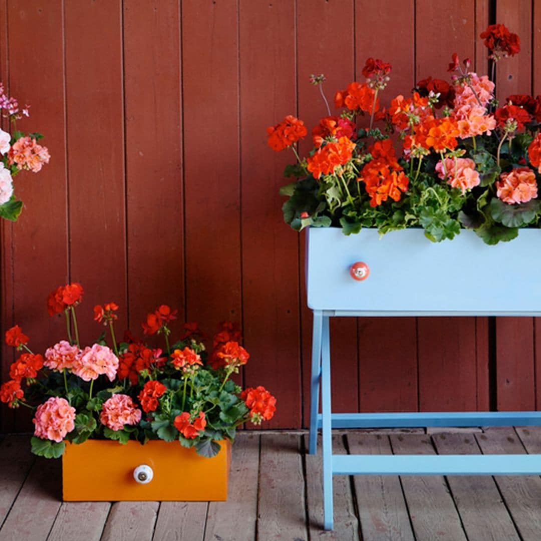 Estas son las flores más deseadas en verano