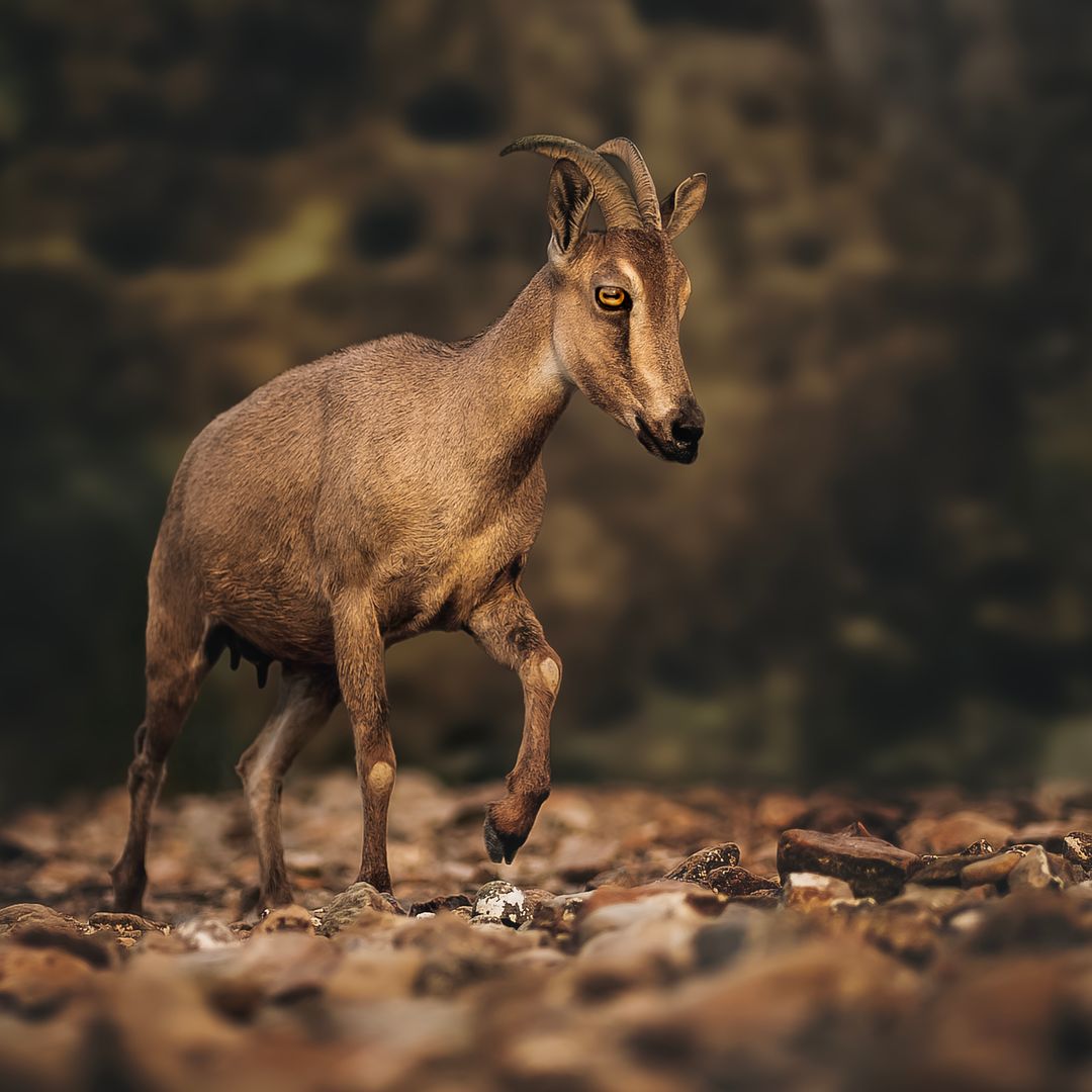 Un salvaje tahr árabe caminando por un terreno rocoso en Wadi Al Wurayah, Fujairah