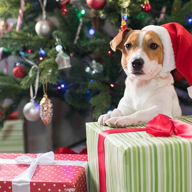 regalosmascotas