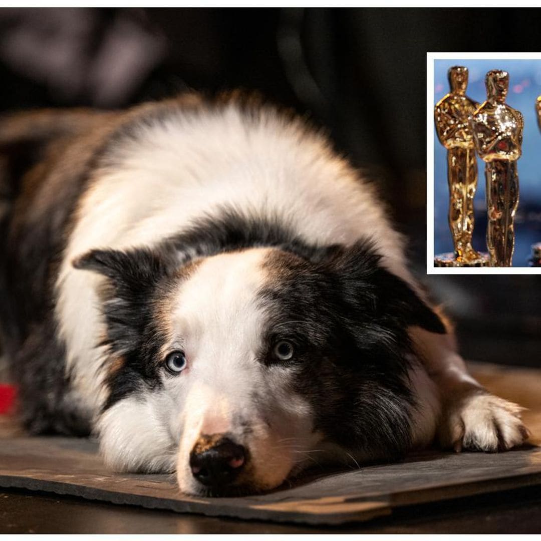 Messi, el perro de ‘Anatomía de una caída’, presente en la gala de los Oscar 2024