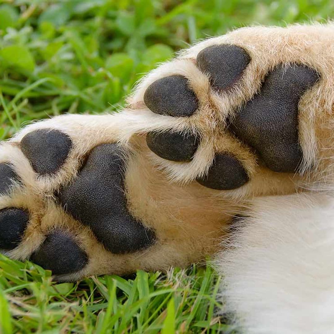 Heridas en las almohadillas de tu perro, cómo se producen y remedios