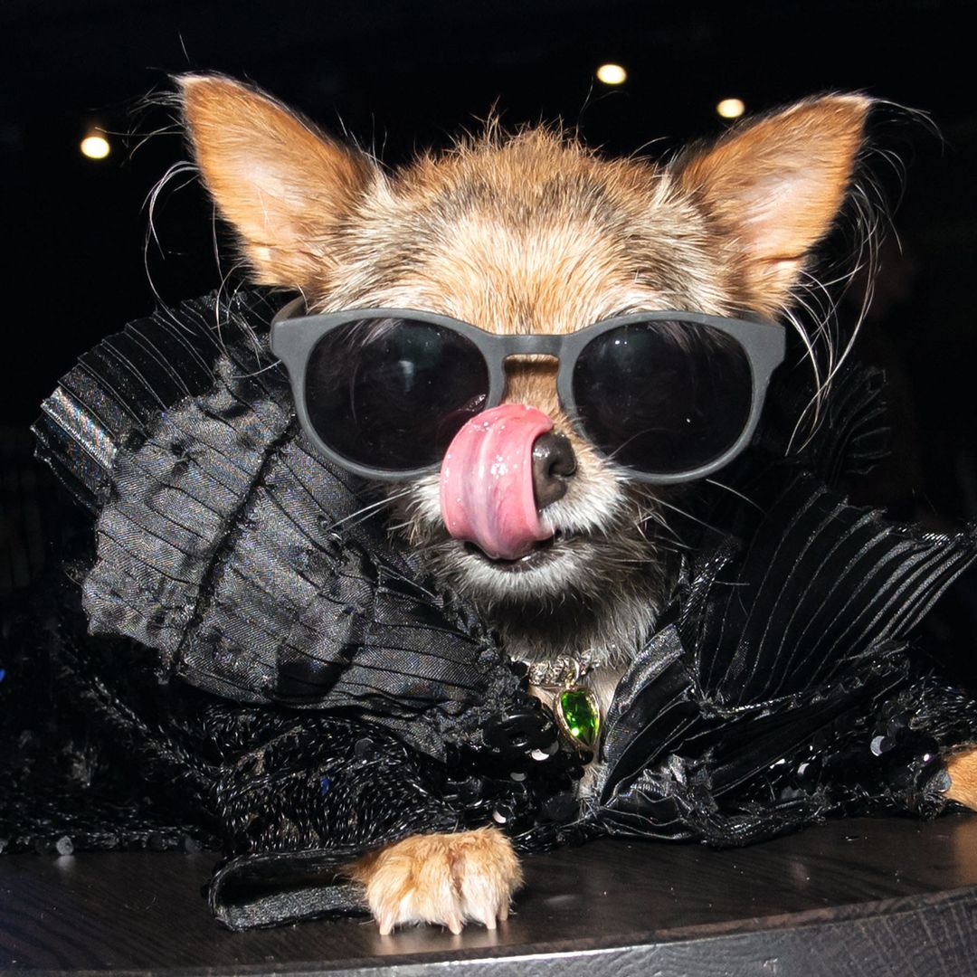 De alfombra roja a alfombra 'ladradora': los perros que copian los 'looks' de los Globos de Oro
