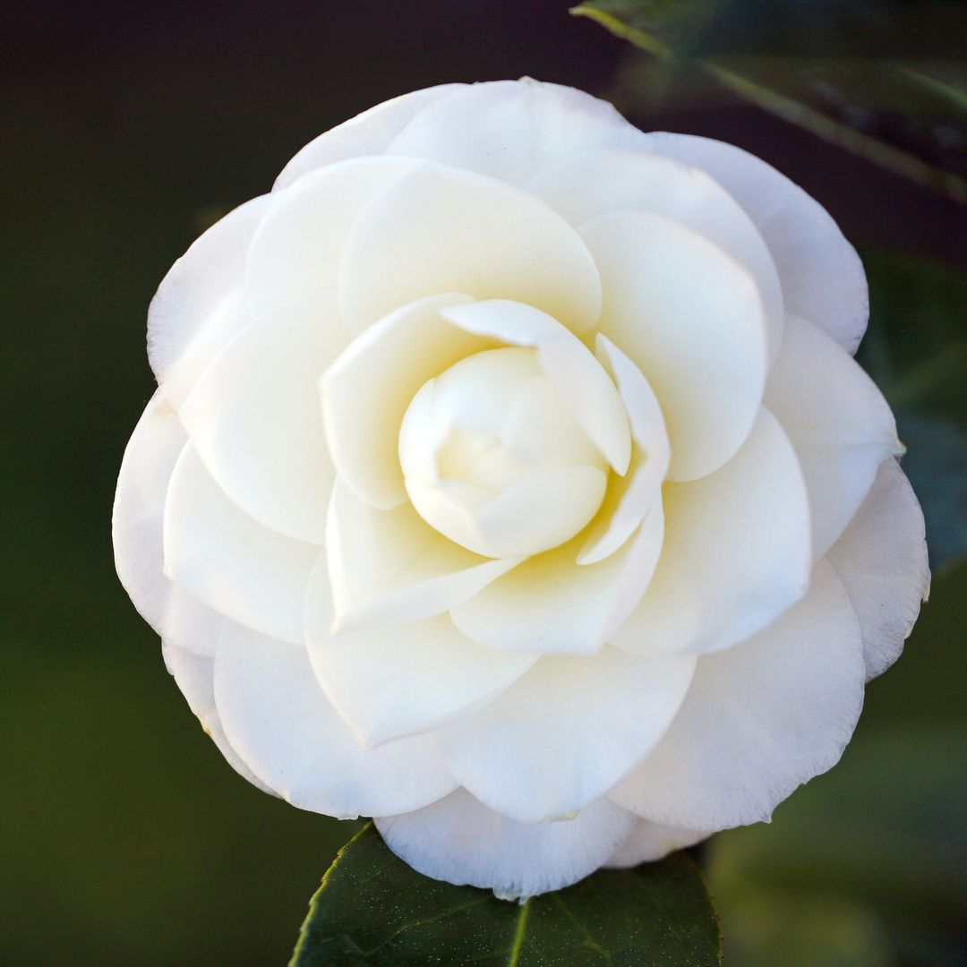 10 plantas de sombra para el jardín que pueden crecer y florecer con poca luz