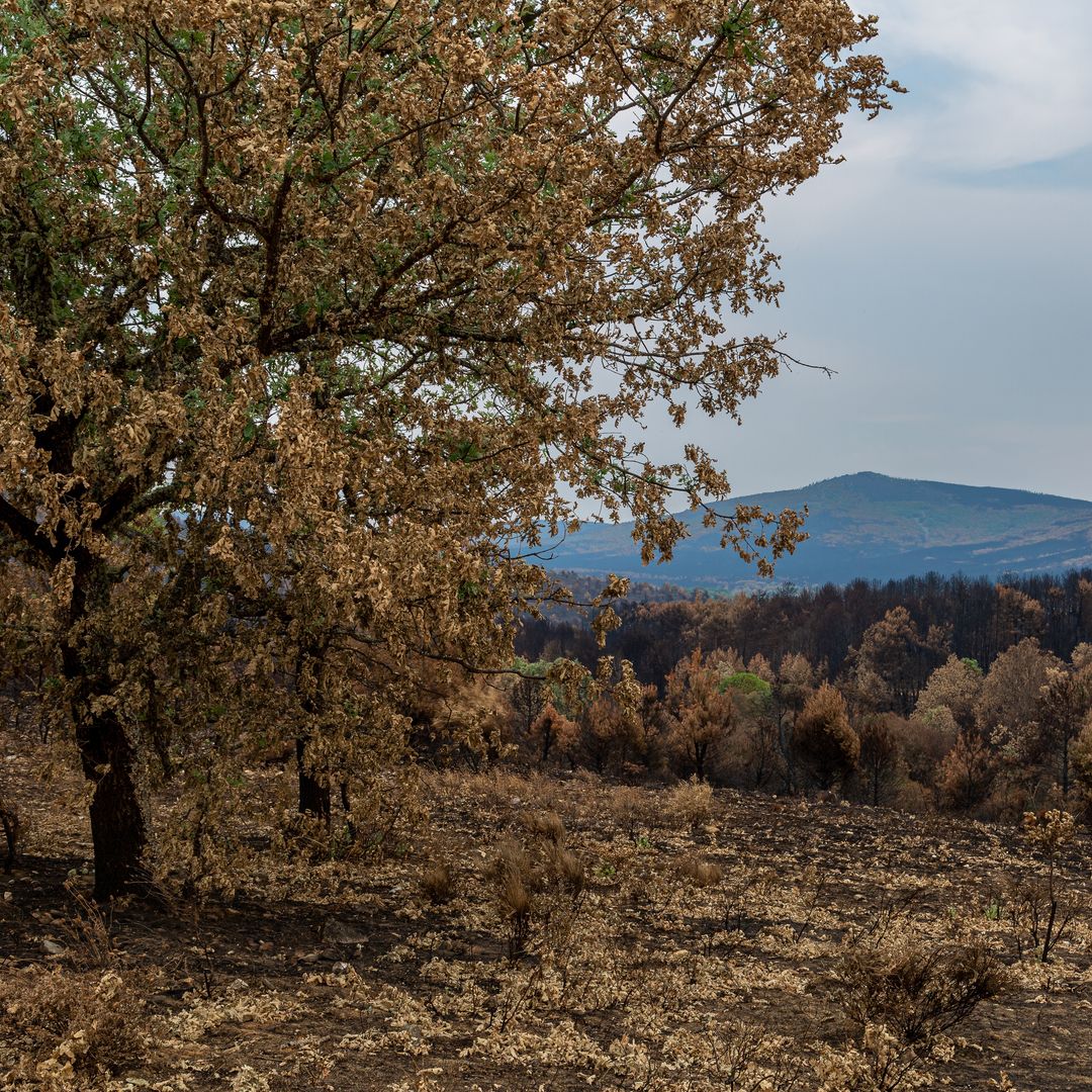 Sierra de la Culebra, Zamora