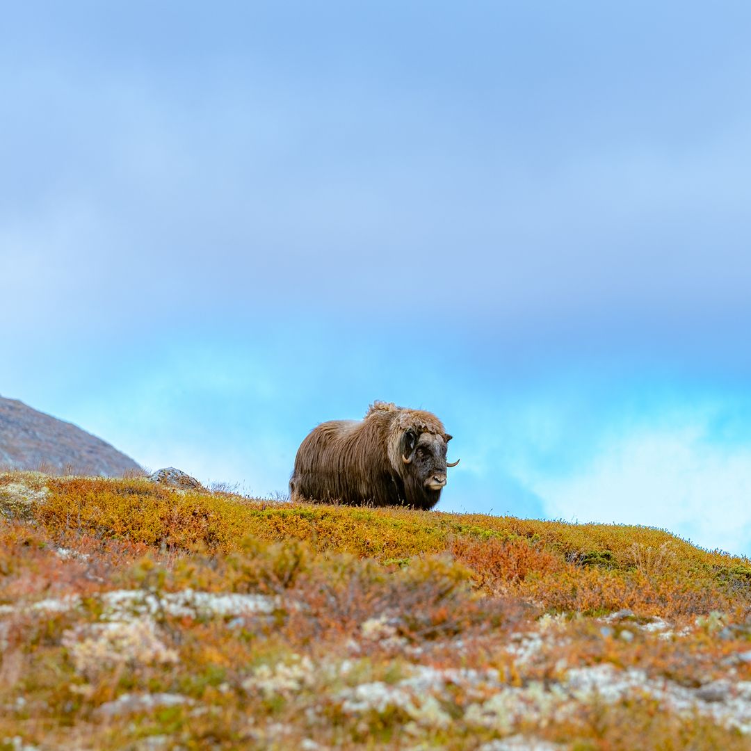 Buey almizclero en la montaña de Dovre, Noruega