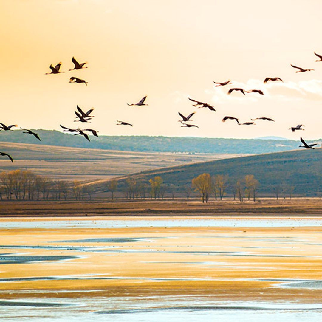 gallocanta atardecer