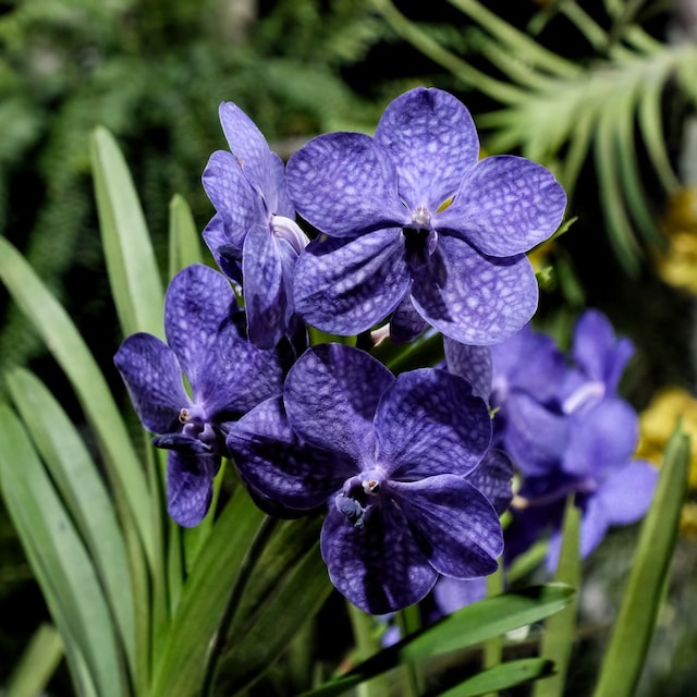 Orquídea Vanda de flores moradas