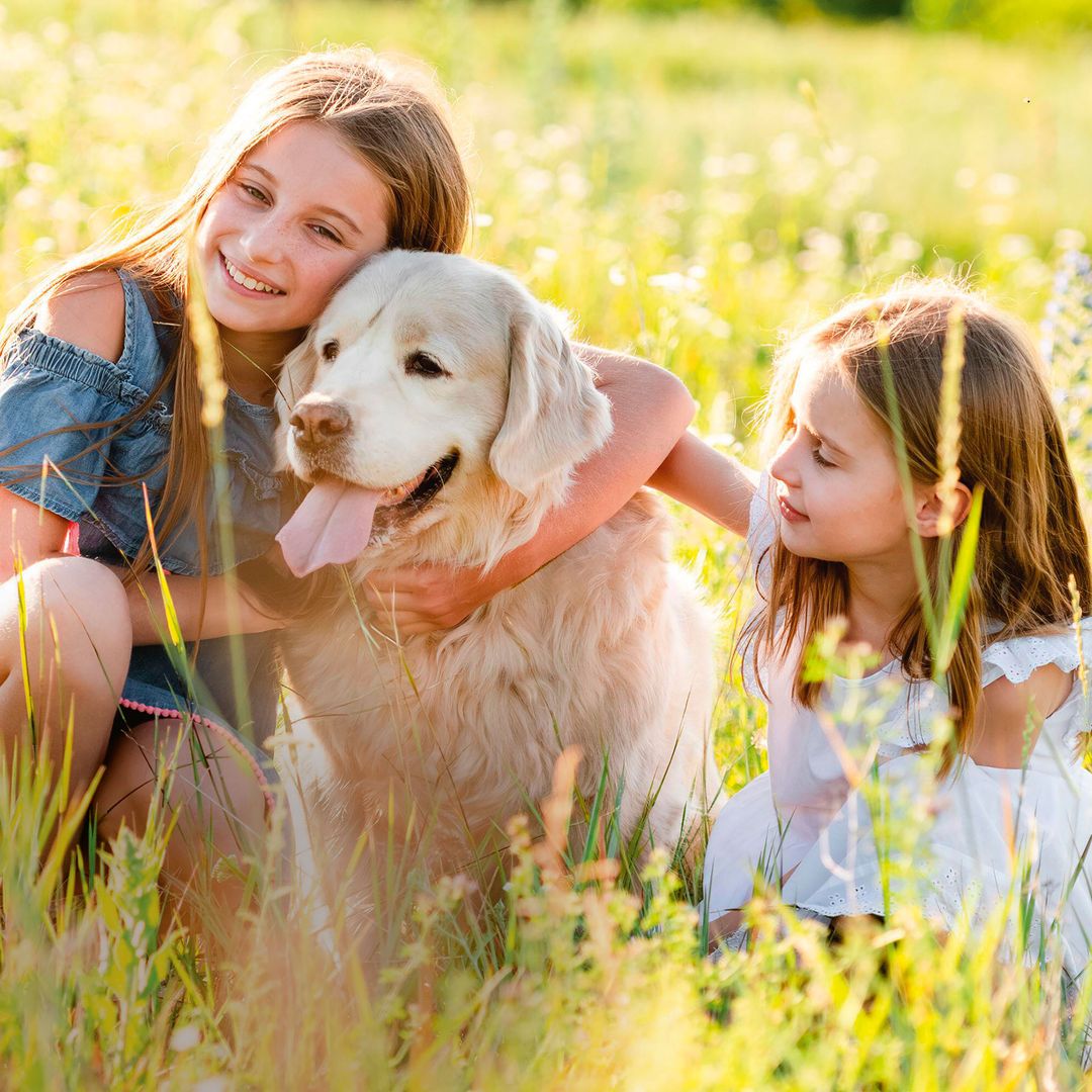 Del Golden Retriever al Terranova: estas son las mejores razas de perros para convivir con los niños
