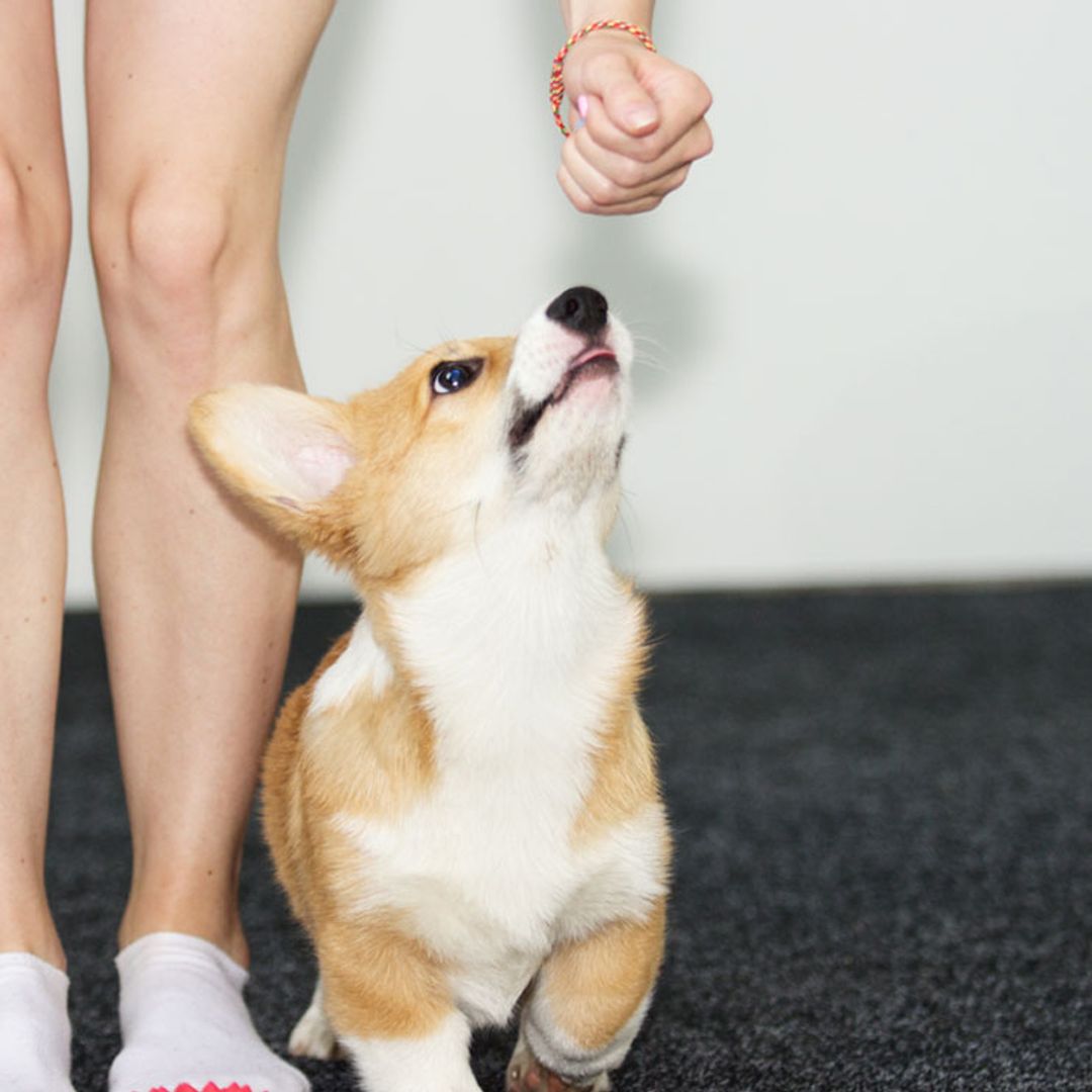 ¿Cómo enseñar las normas básicas a mi cachorro?