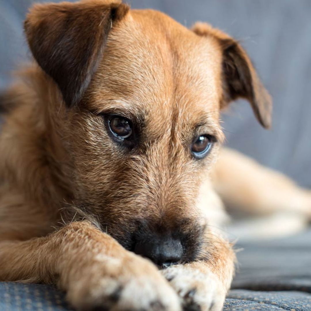 ¿Sabías que tu perro también podría sufrir un ictus?