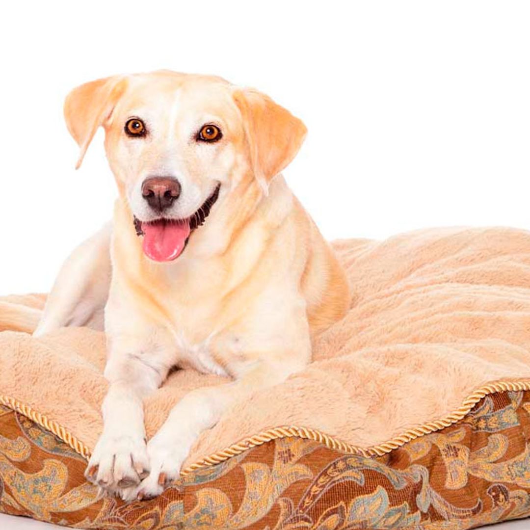 Encuentra aquí las camas más cómodas y prácticas para perros grandes