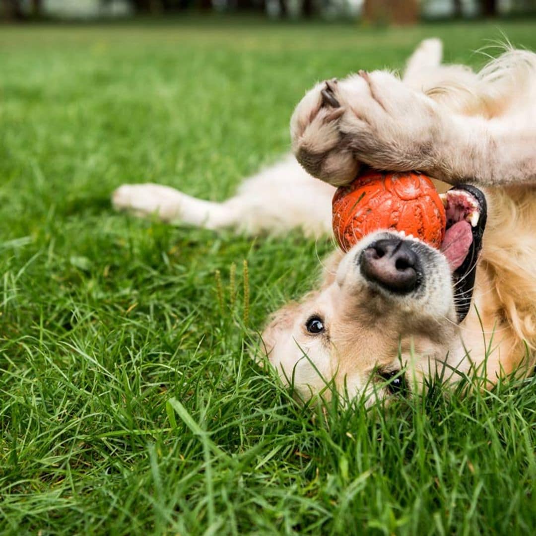 ¡No paran! 7 razas de perro muy juguetonas