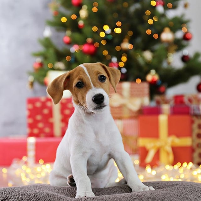 razas perro navidad