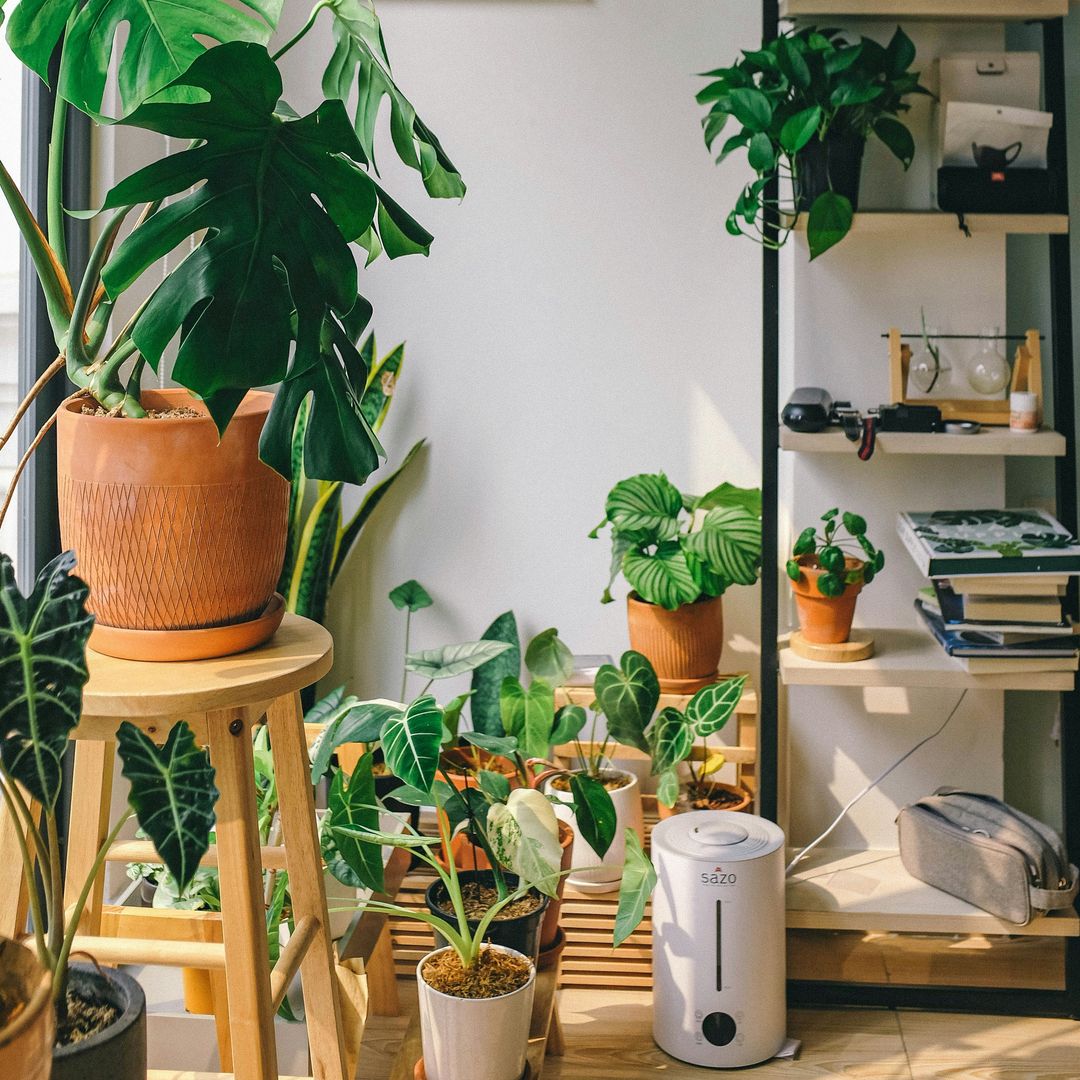 Sansevieria, aloe vera o árbol de jade: 10 plantas perfectas para el invierno si la calefacción seca el ambiente de casa