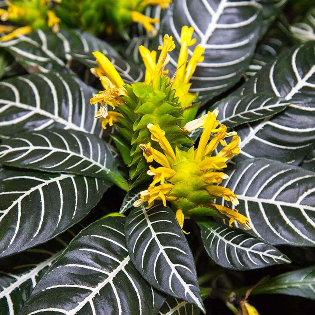 Afelandra, una planta muy vistosa y especial