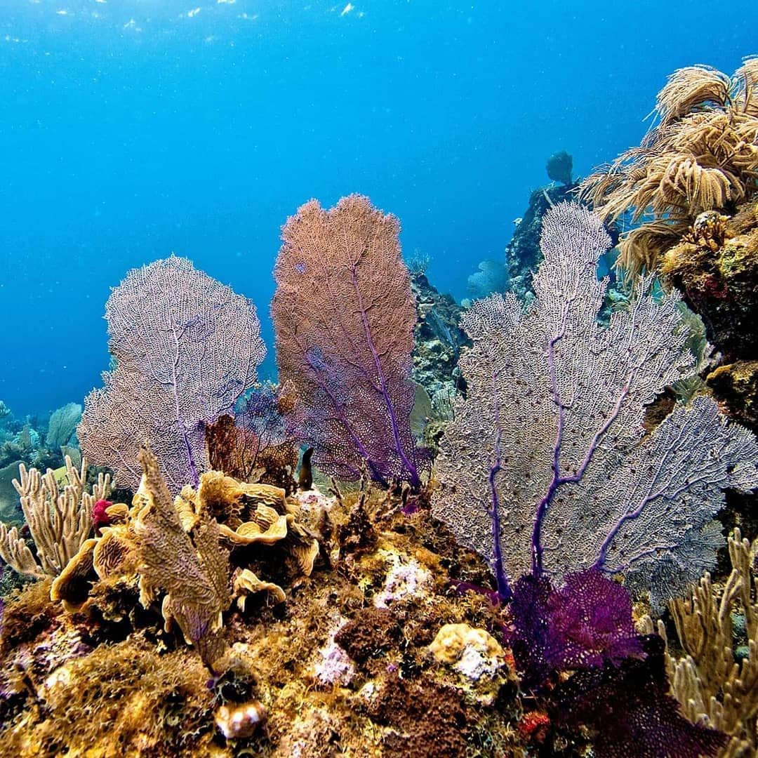 Cayo Cochinos, Honduras