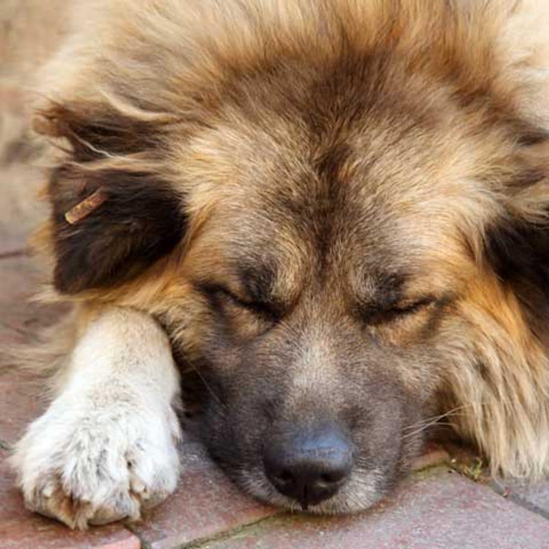 ¿Qué hacer si tu perro muere en casa?