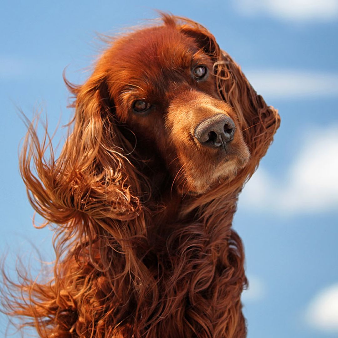Este es el motivo por el que tu perro te pone ‘ojitos’