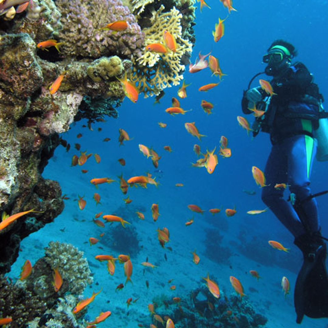 Un buceador salva a un tiburón que se ahogaba con una red de plástico