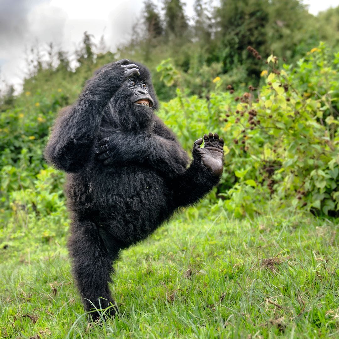 Un gorila macho joven eleva la pierna en alto, como celebrando un “high five”, en una clara del bosque durante una expedición al Virunga Mountains (Ruanda)