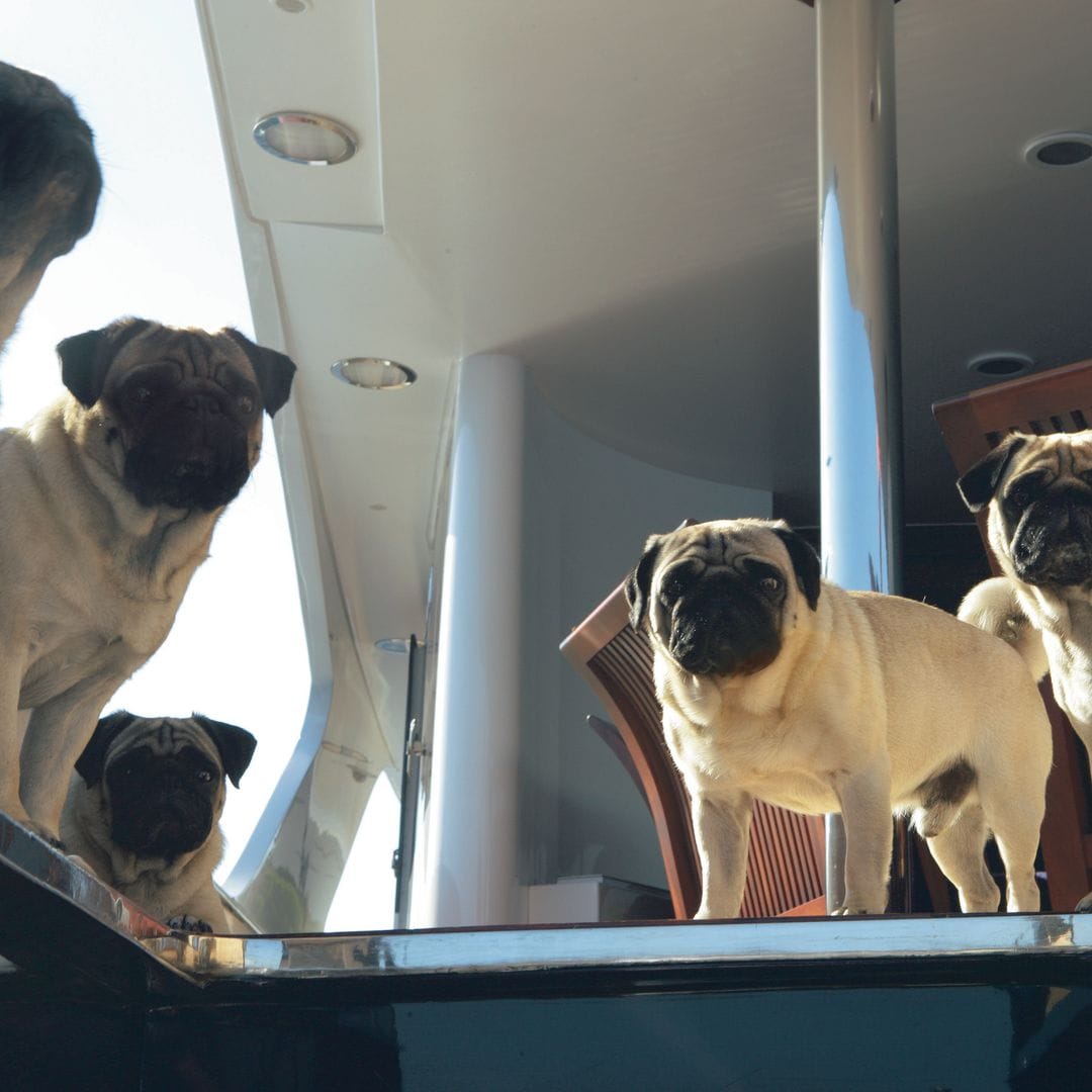 Los perros de la raza 'pug' del diseñador Valentino