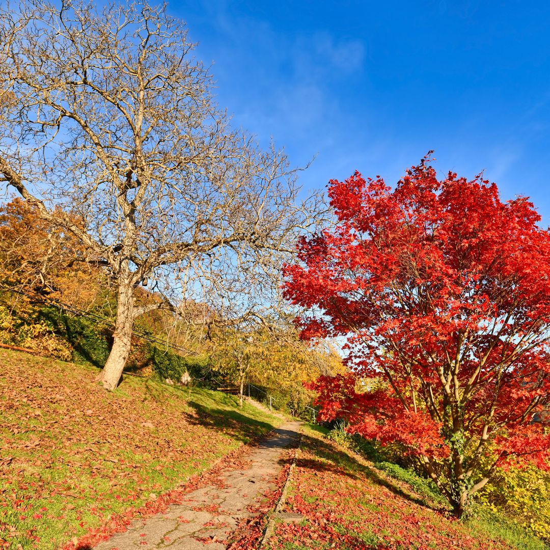 Sendero de los Filósofos, Heidelberg, Alemania