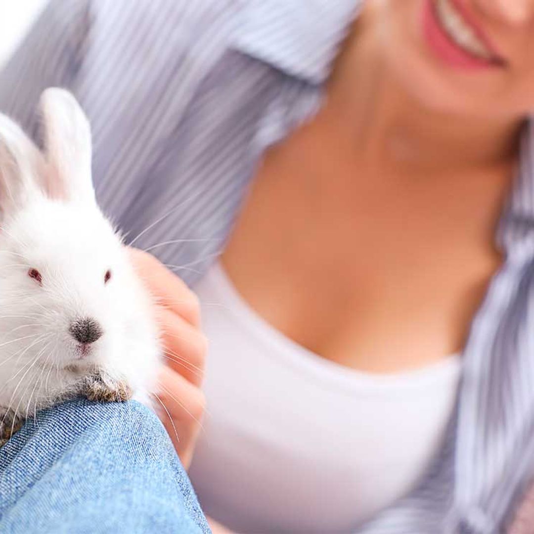 ¿Cómo demuestran su cariño los conejos domésticos?