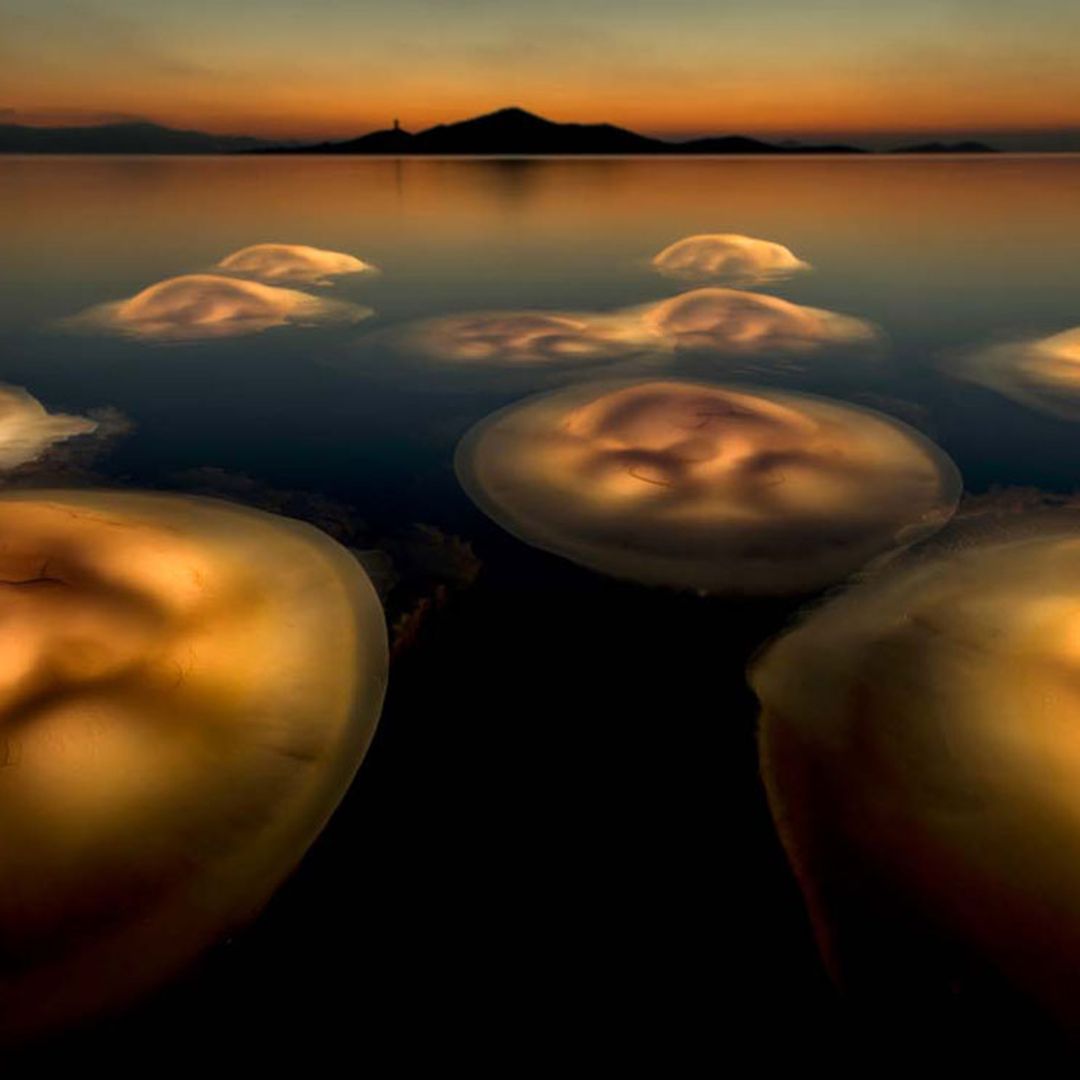 El mejor fotógrafo de la naturaleza europeo de 2021 es español