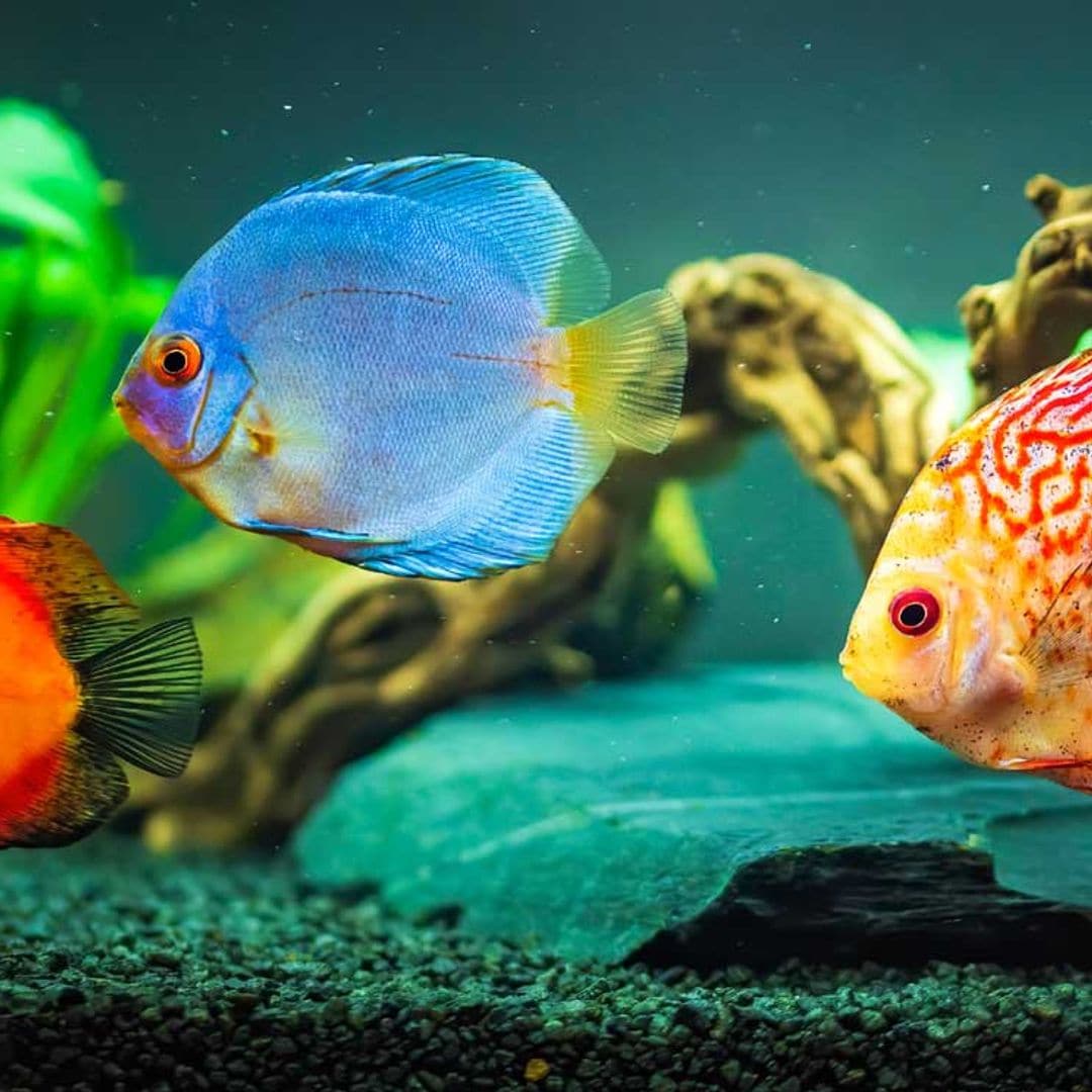 Descubre los peces más bonitos para tu acuario