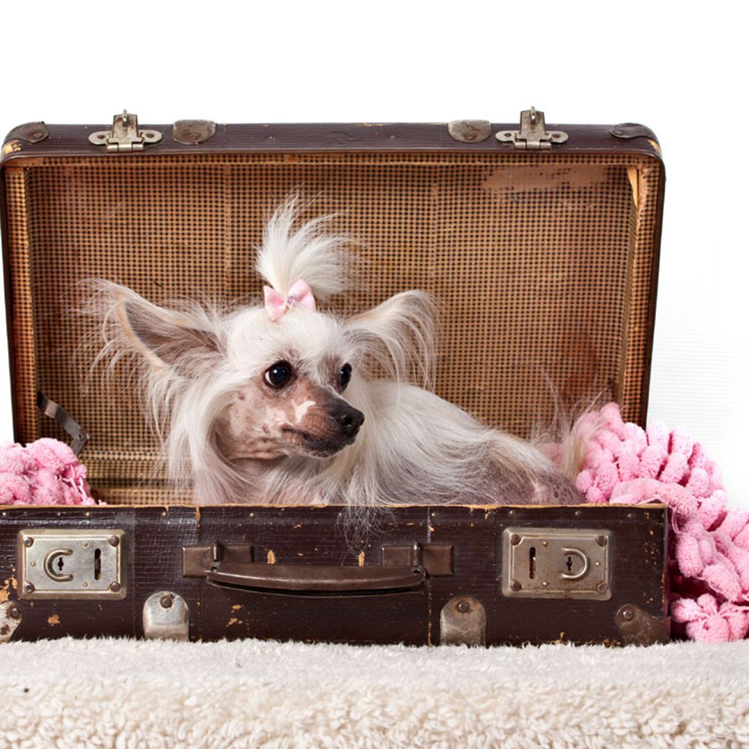 Las razas de perro más tímidas y reservadas