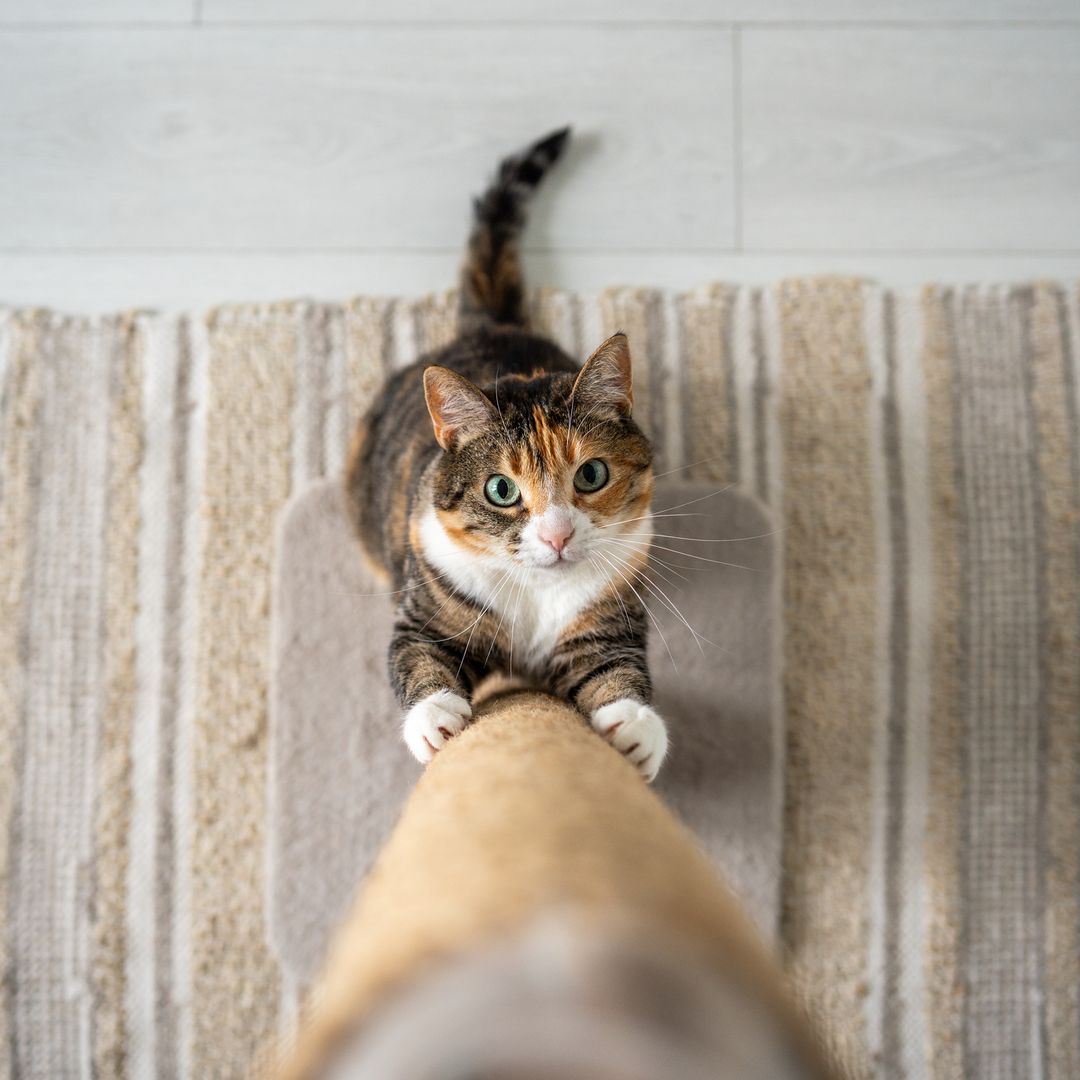 Celebra el Día Internacional del Gato regalándole a tu mascota este rascador que arrasa en valoraciones y está rebajado por menos de 20€