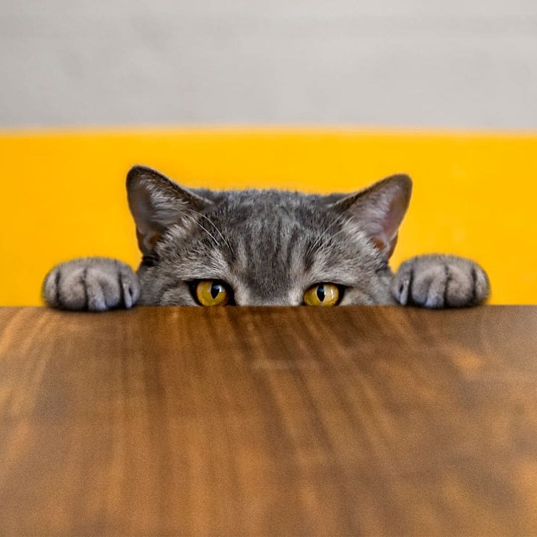 ¿Los gatos castrados son más agresivos?