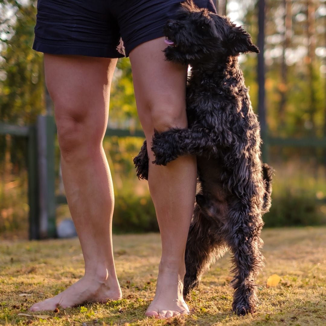 Eva Sánchez-Paniagua, veterinaria: "Que tu perro intente montarte es la forma que tiene de comunicarte que algo pasa"