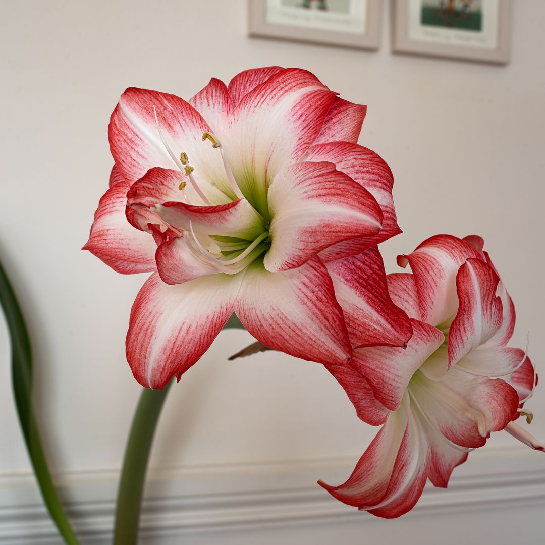 12 plantas de interior que florecen en otoño e invierno: resistentes, de fácil mantenimiento y llenas de color