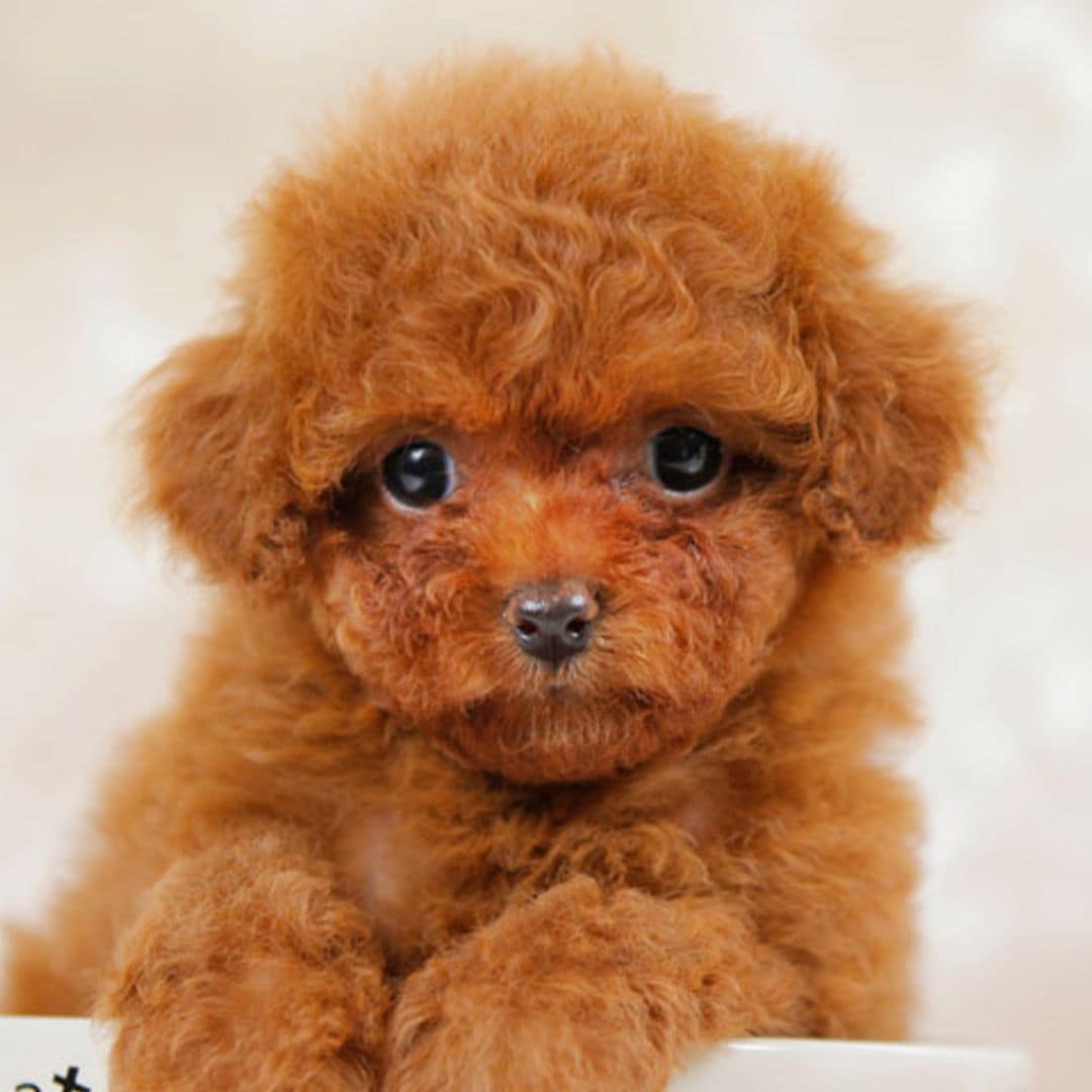 Réplicas de mascotas en miniatura, la última moda