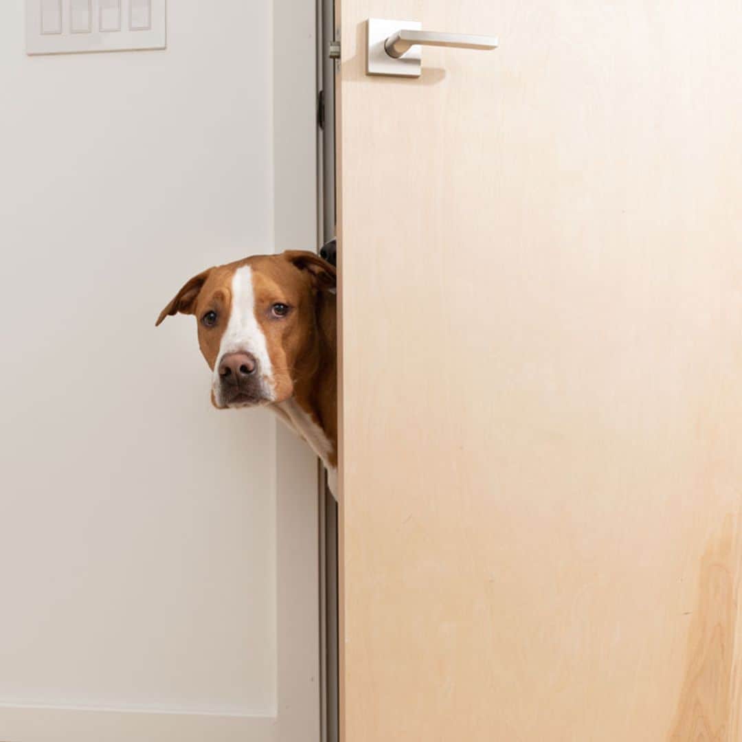 ¿Cómo evitar que tu perro tenga miedo y cómo ayudarle a superar sus terrores?