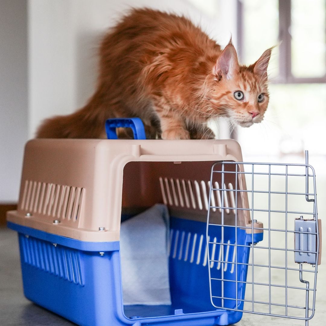 El gesto que parece inofensivo, pero hace que tu gato vea el transportín como algo aterrador, según una experta