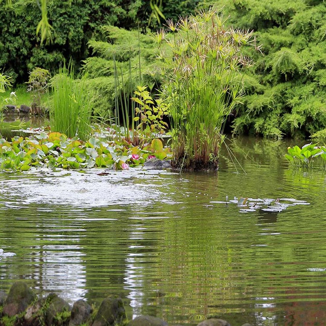 ¿Te animas a crear un jardín de lluvia?