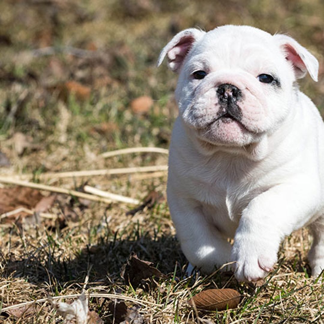 Abre en Madrid el primer café de España en el que puedes adoptar perritos
