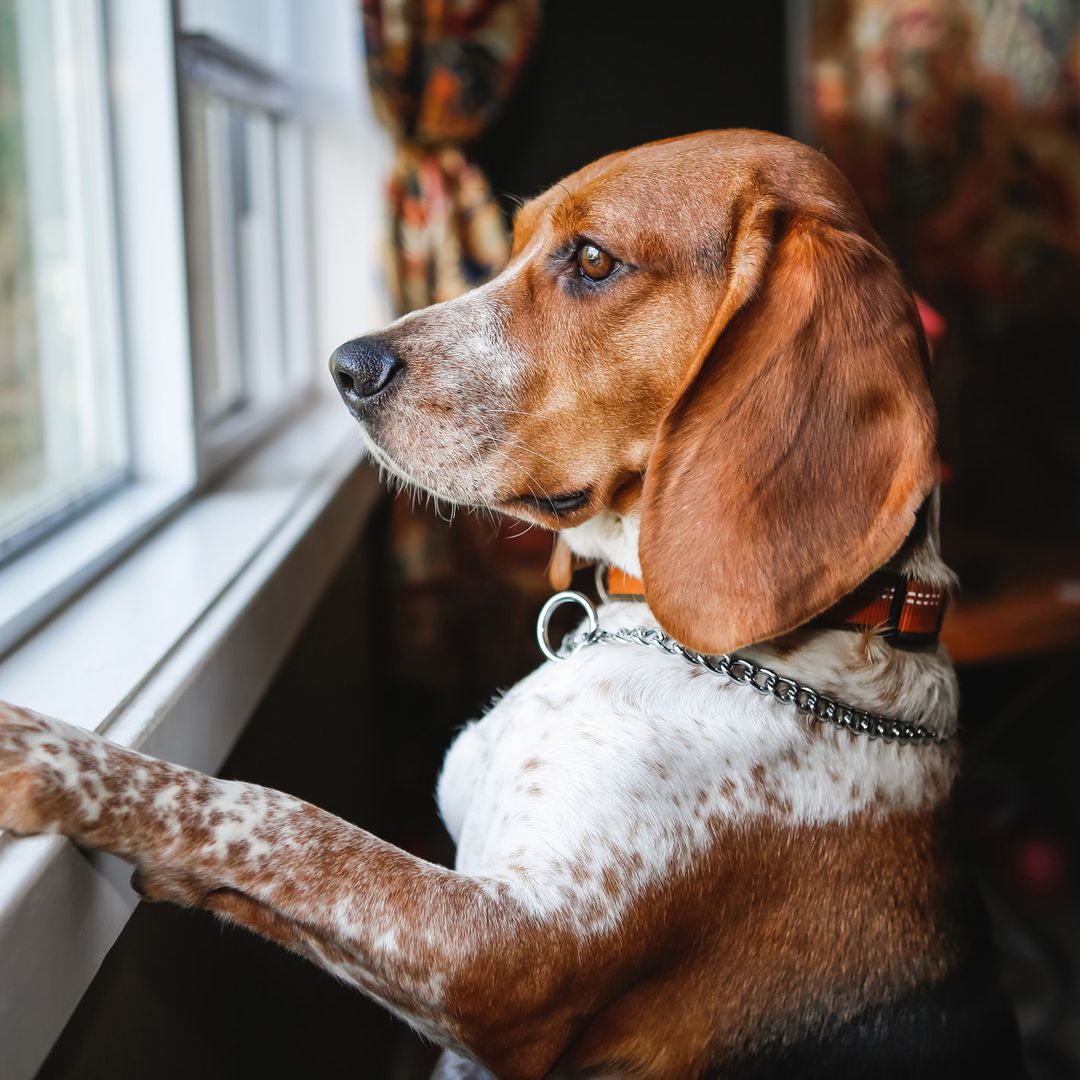 "No es telepatía, es ciencia": la veterinaria Ana Ramírez explica cómo tu perro sabe que estás a punto de llegar a casa