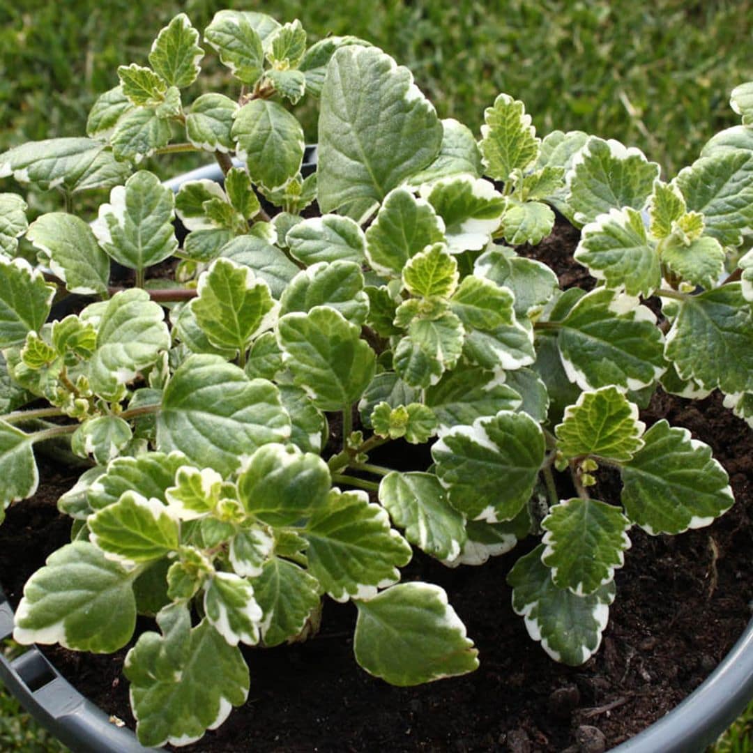 Conoce todos los secretos de la aromática planta de incienso