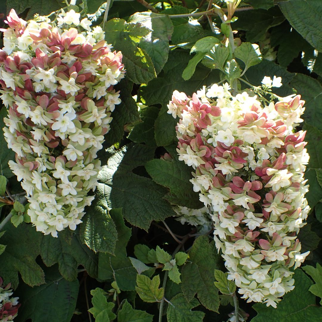 Hortensia hoja de roble (Hydrangea quercifolia)
